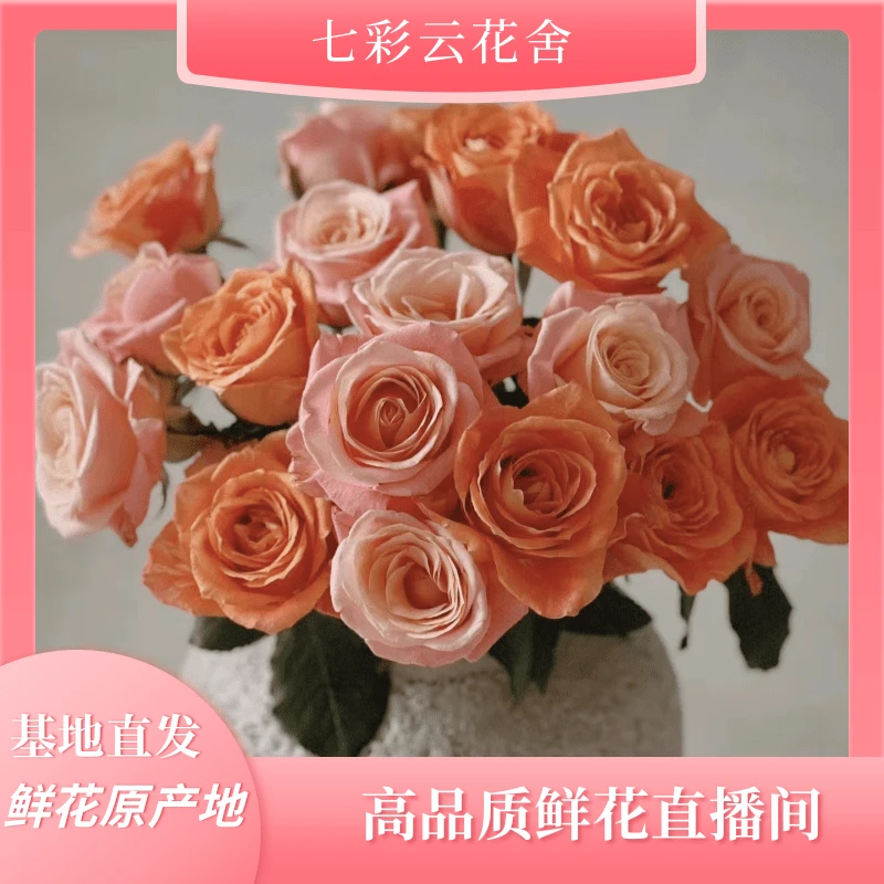 七彩云花【猪小姐+微光】