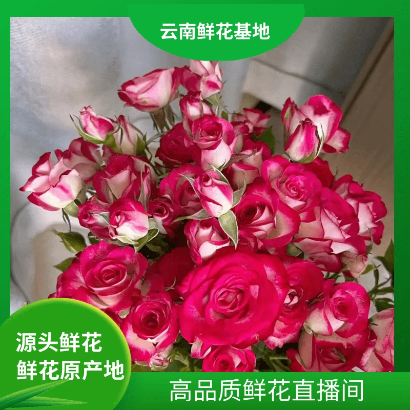 颜花【狮子座】 云南鲜花基地直发