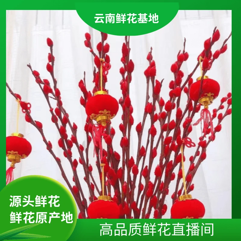 颜花【银柳福利】云南鲜花基地直发（吸染）适合居家养的长期花