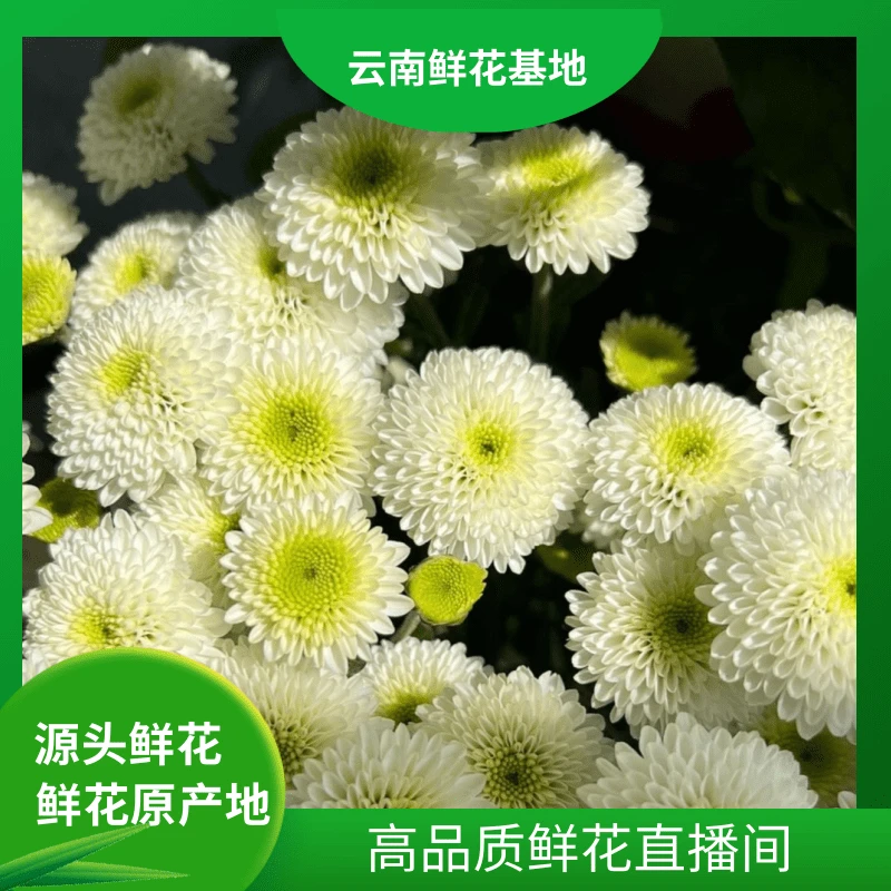 颜花【克隆香水】 云南鲜花直发 两单升级顺丰/空运