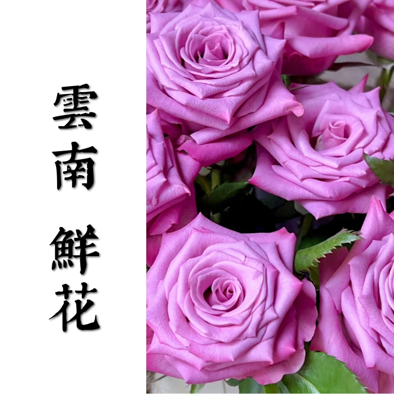 鲜花甄选【嫣然】云南鲜花基地直发