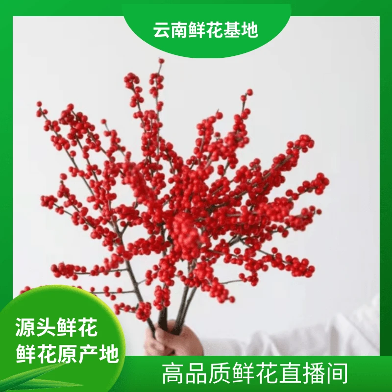 颜花【冬青福利】云南鲜花基地直发