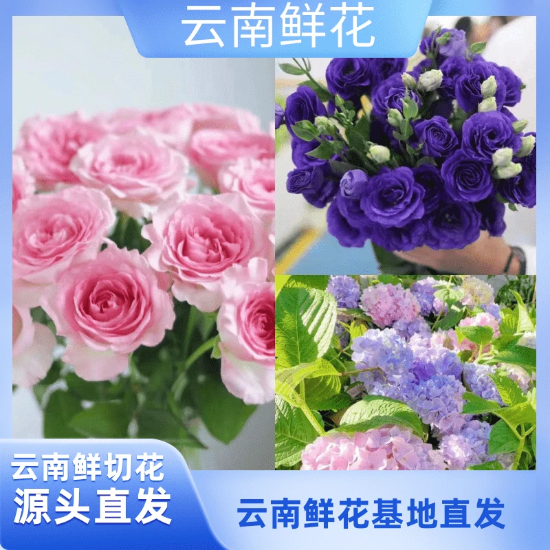 【洛神+深紫洋桔梗】云南基地直发 收到深水醒花（小花专属）