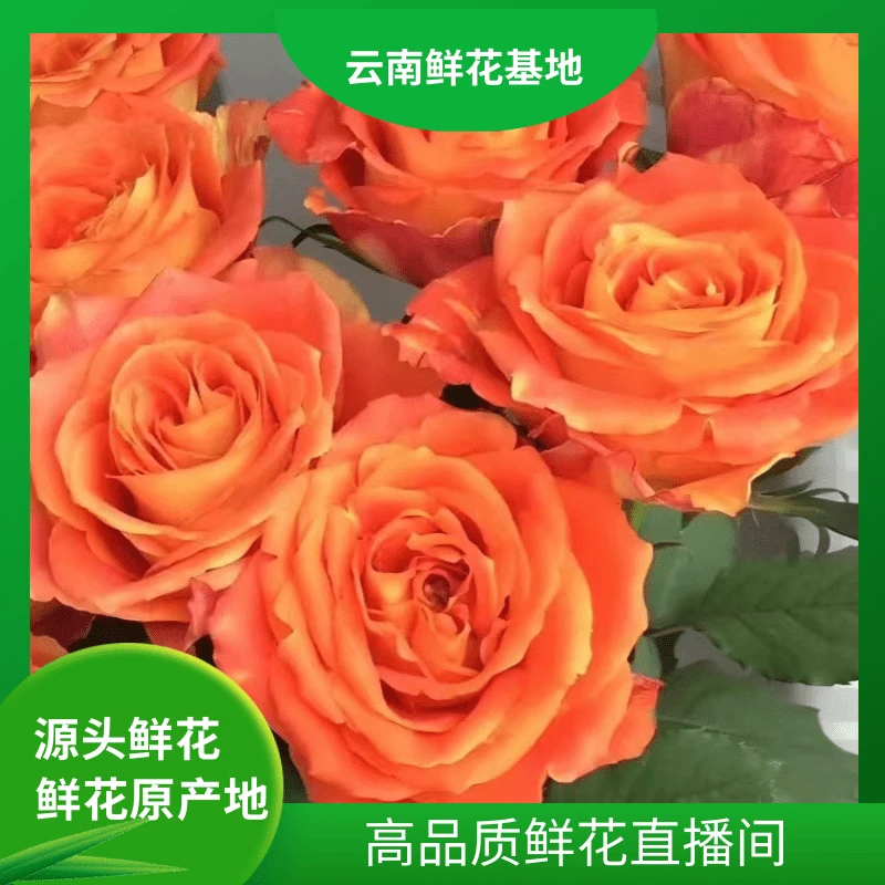 颜花【欢乐颂玫瑰】云南鲜花 任意两单鲜花升级顺丰/空运
