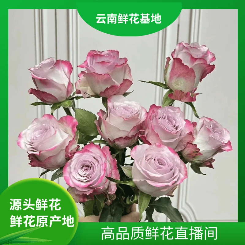 颜花专属【猪小姐+气场+苹果杰克】云南基地鲜花直发 收到深水醒花~