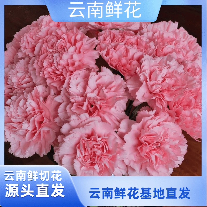 小花【粉钻康乃馨】云南基地直发
