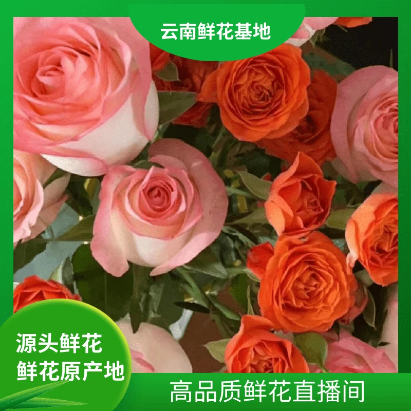 颜花【艾莎+双色球百合】云南鲜花基地直发