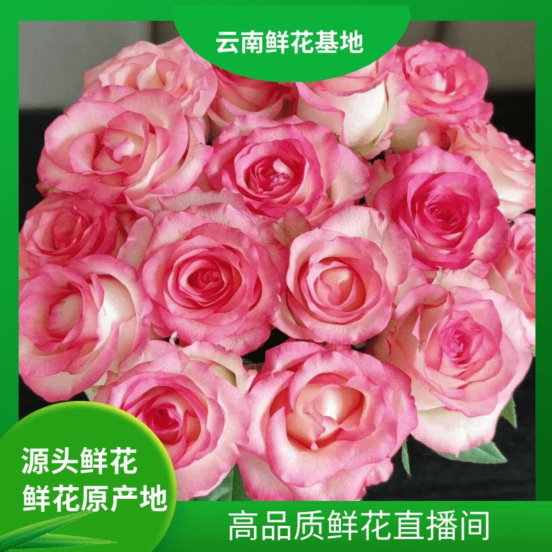 颜花专属【艾莎+骄傲玫瑰】