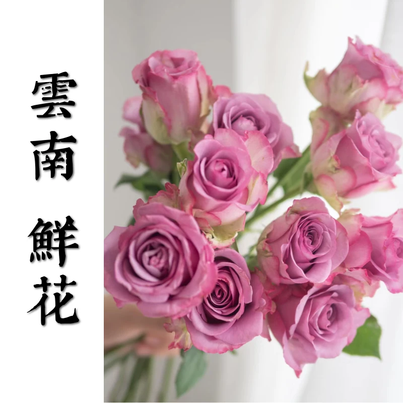 鲜花甄选【冷美人】云南鲜花基地直发