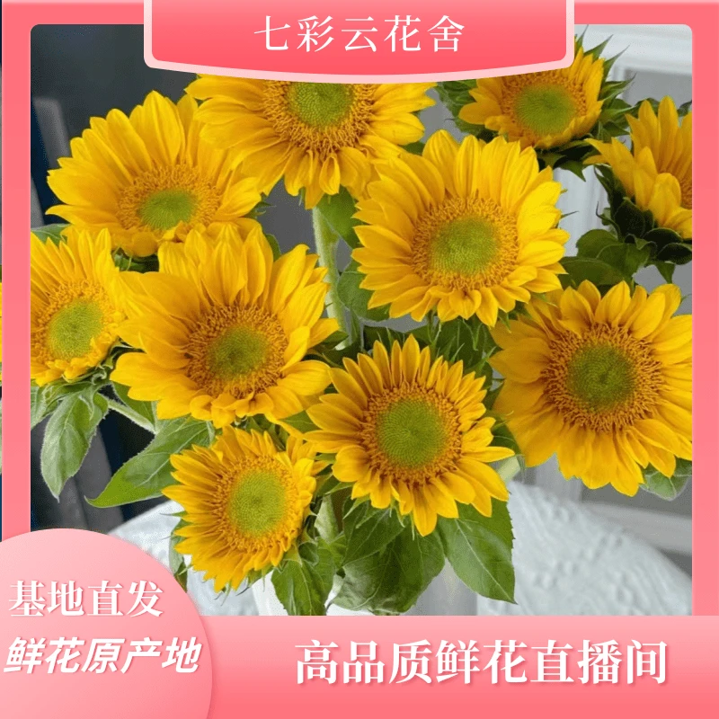 七彩云花【绿心向日葵福利】云南鲜花直发 收到深水醒花~