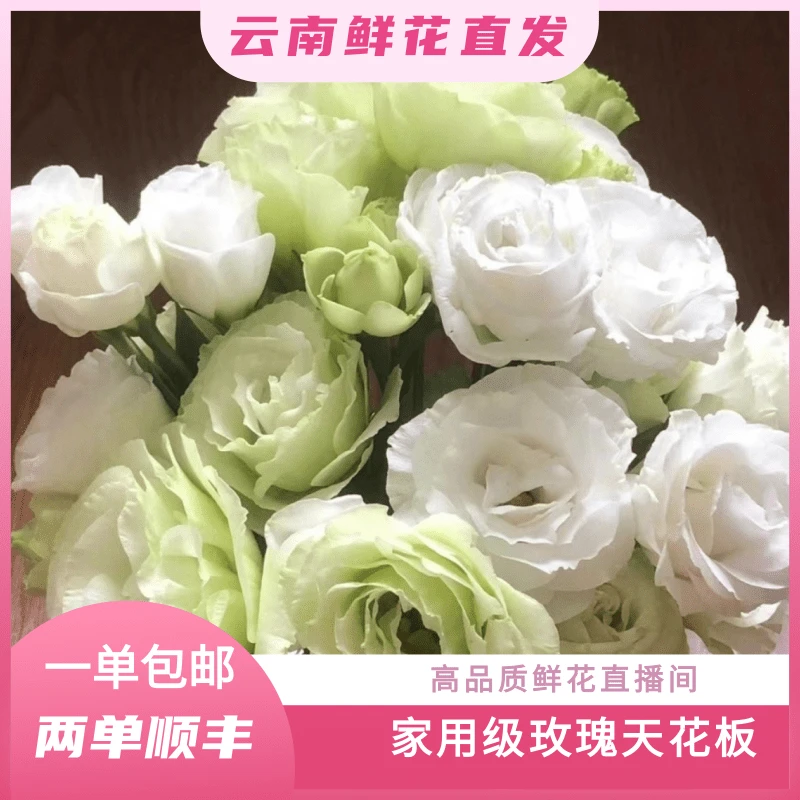 颜花专属【冰淇淋桔梗福利】云南鲜花基地直发