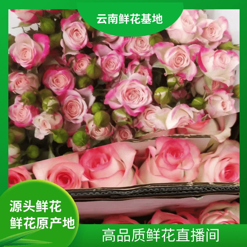 母亲节礼物【艾莎玫瑰+苏菲】云南鲜花基地直发