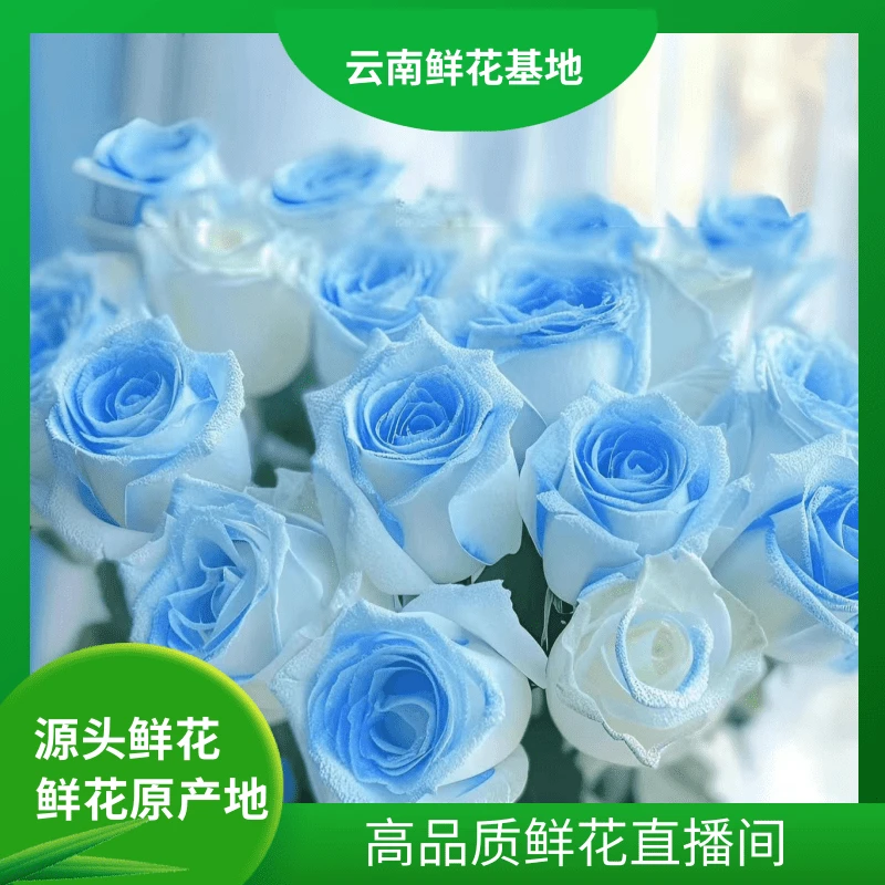 颜花专属【碎冰蓝+艾莎玫瑰】