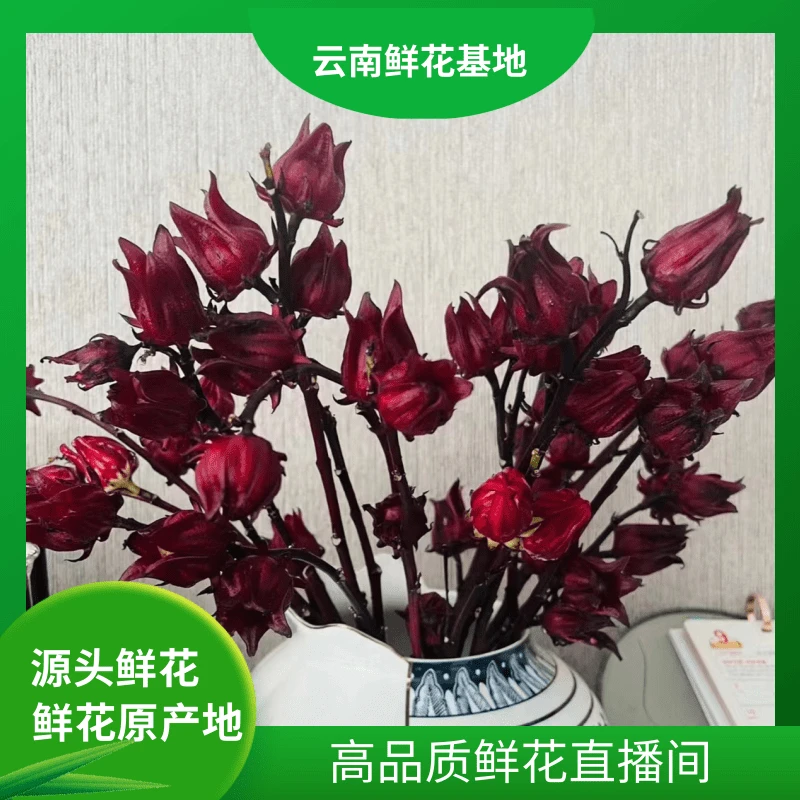 颜花【洛神果福利】云南鲜花基地直发