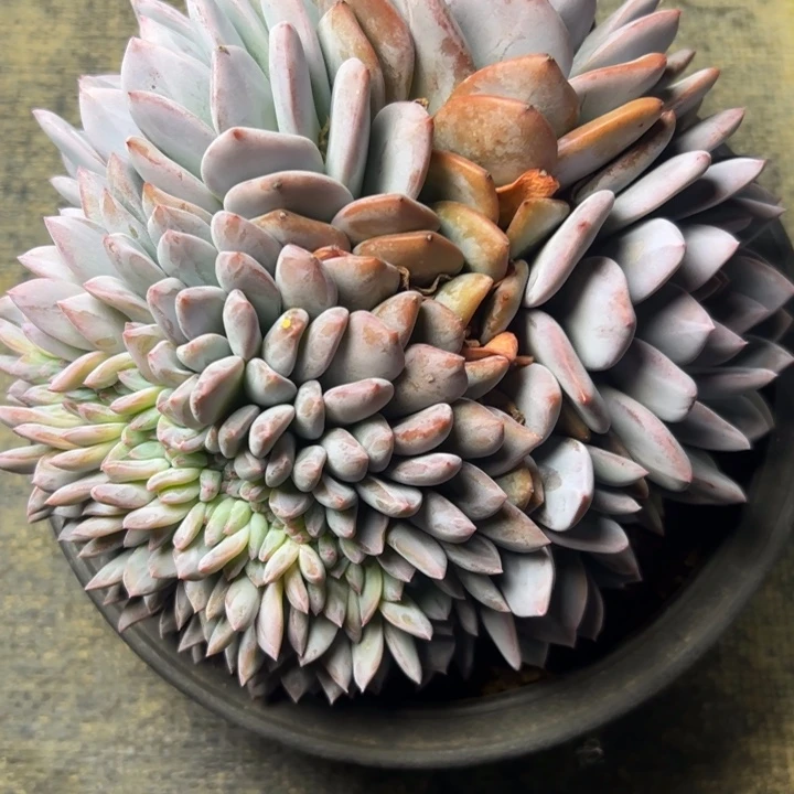 用****2橙梦露缀，一物一拍