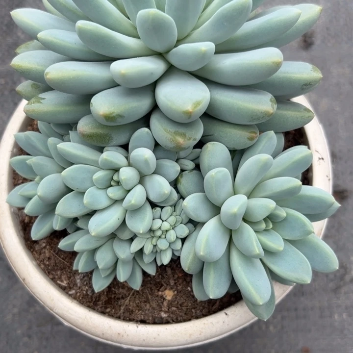 8****S奶糖，一物一拍