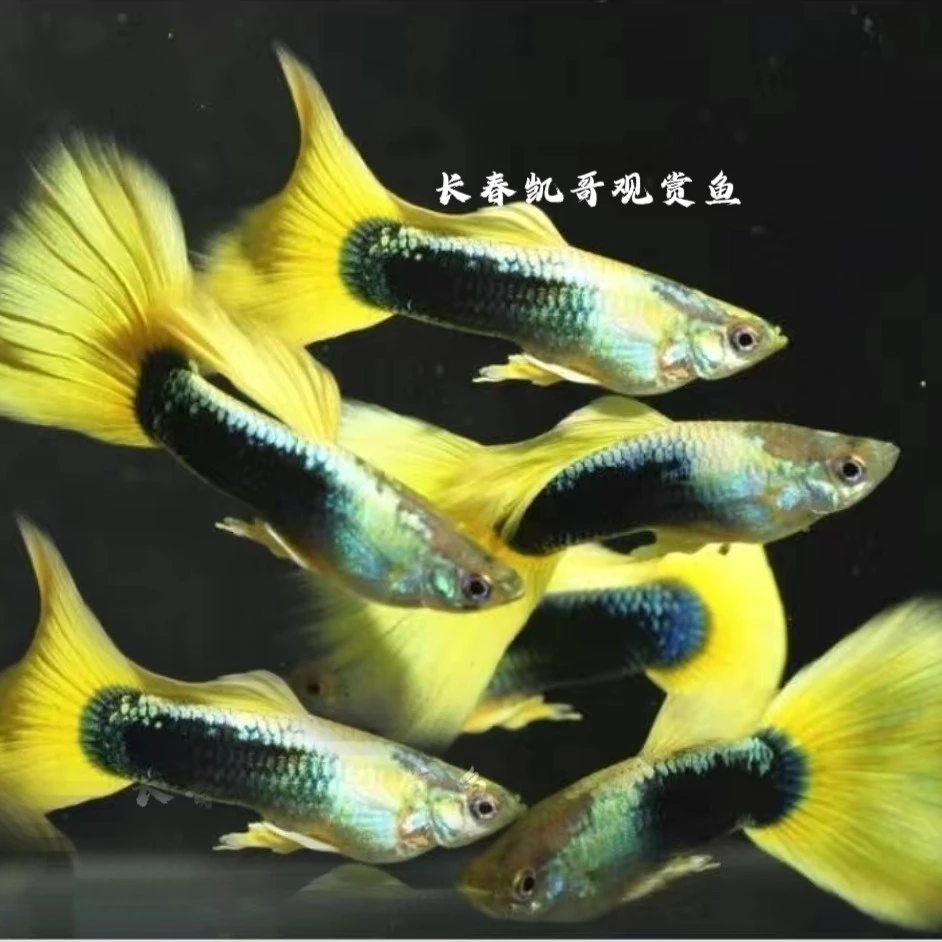 德系计程车黄礼服孔雀鱼活体包邮