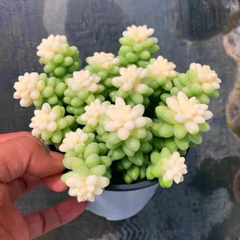 奶油玉坠玉坠锦爆盆群生多肉植物盆栽花卉吊兰花绿植室内盆栽组合