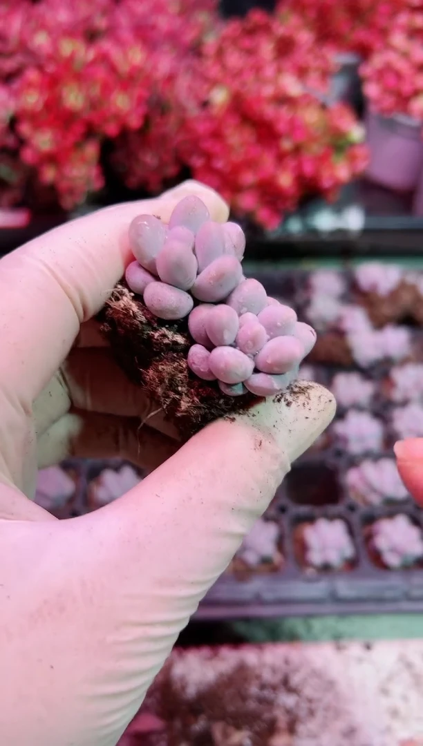 【闪购商品】小苗汤圆7颗【当天凑满9.9元包邮】