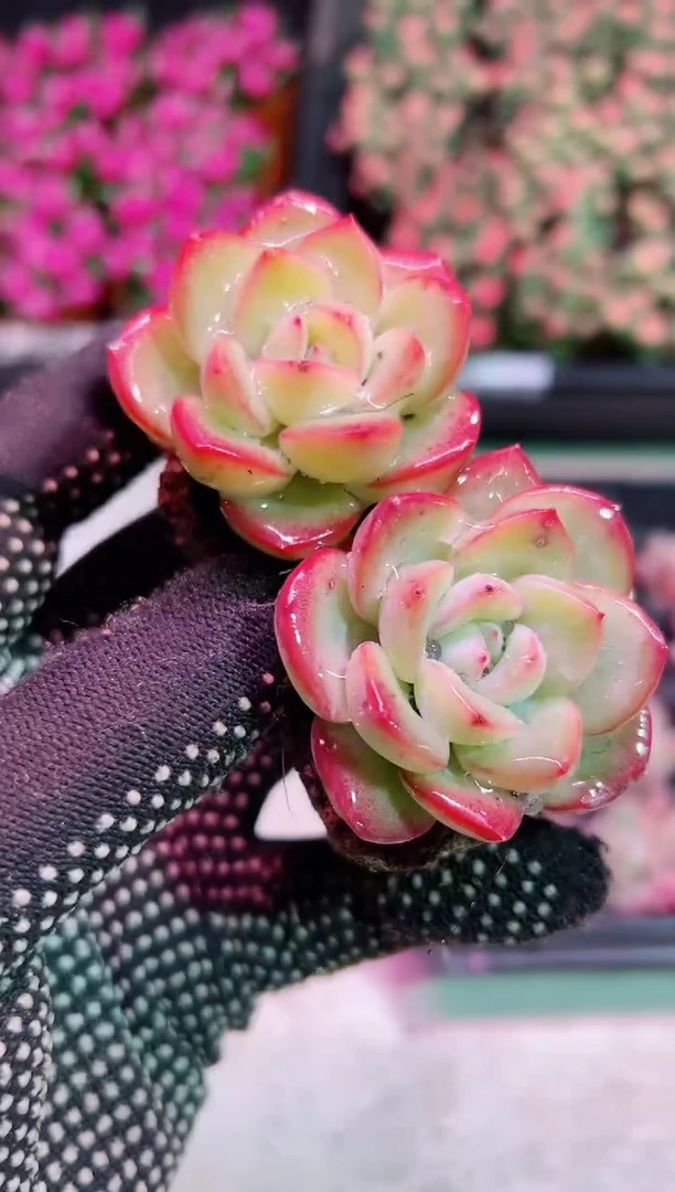 【闪购商品】小苗泡芙【当天凑满9.9元包邮】