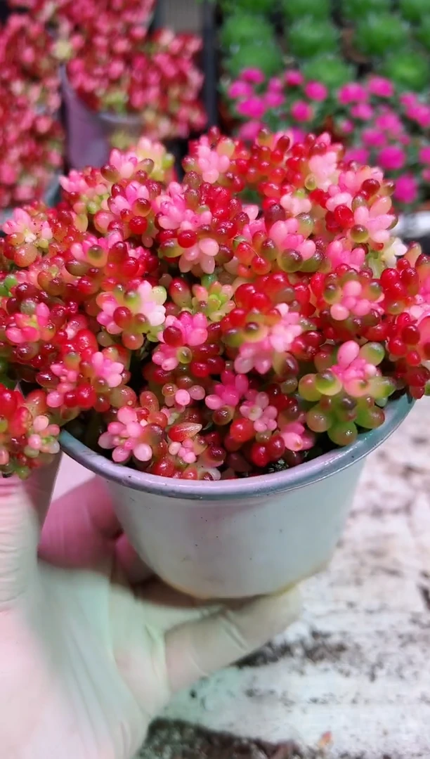 【闪购商品】大盆樱花锦【当天凑满9.9元包邮】