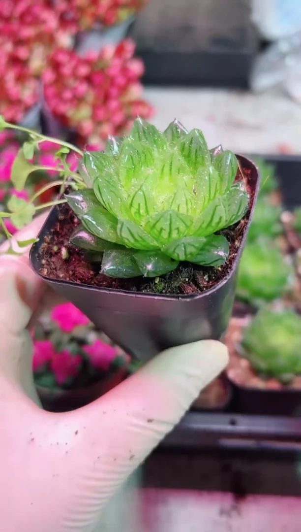 【闪购商品】樱水晶玉露【当天凑满9.9元包邮】