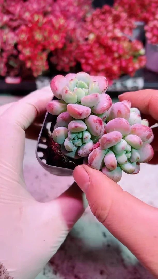 【闪购商品】劳尔【当天凑满9.9元包邮】