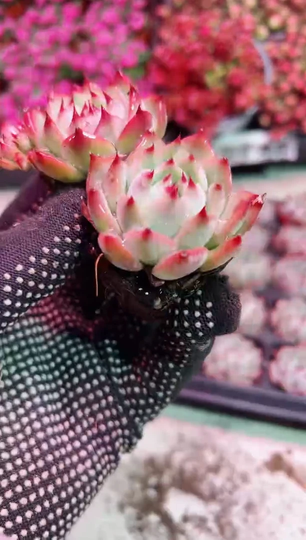 【闪购商品】小苗水蜜桃【当天凑满9.9元包邮】