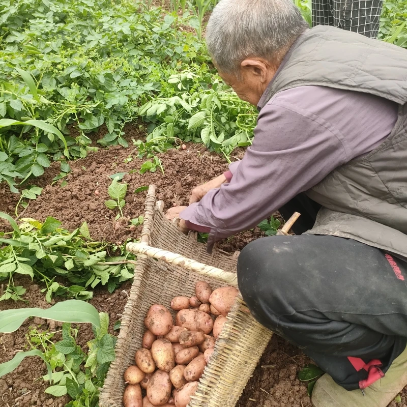 四川大巴山高山红皮嫩土豆农家自种现挖新鲜嫩洋芋马铃薯当季蔬菜