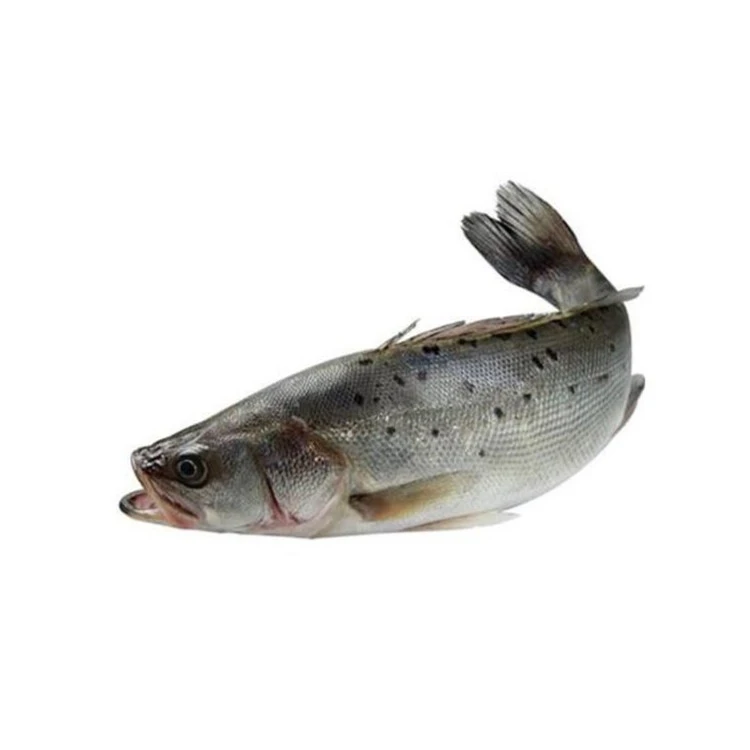 鲈鱼400g-600g一条鲈