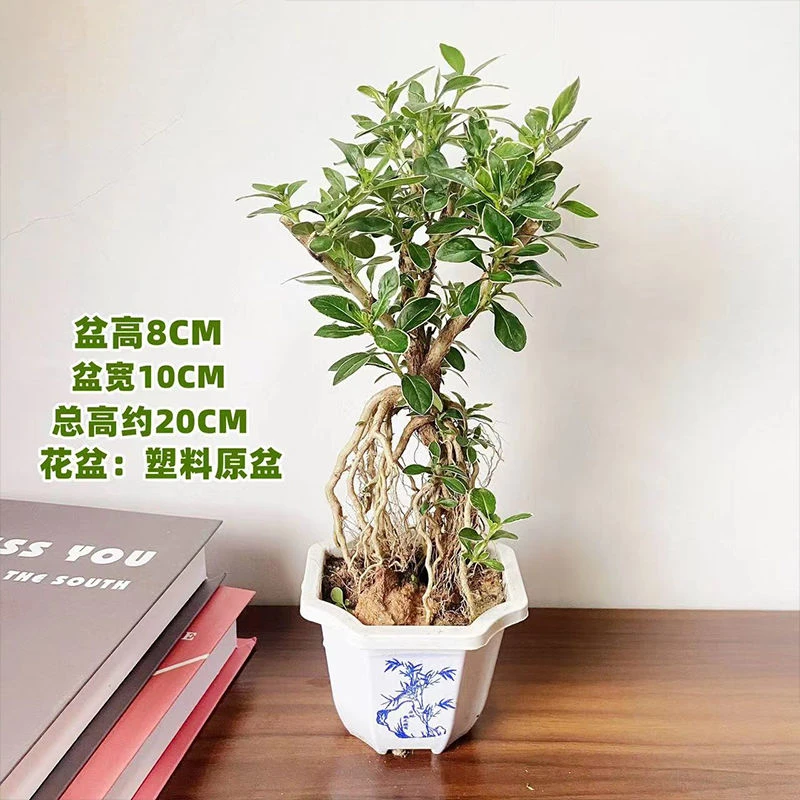 A金边提根六月雪盆景桌面造型老桩室内茶桌办公室新手好养绿植