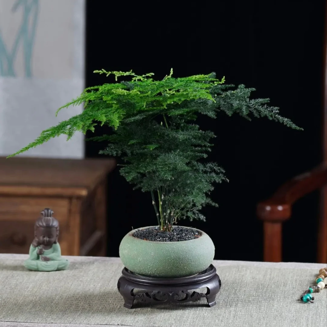 【加团送铺面石送底座】禅意文竹盆栽桌面小盆景好养小绿植