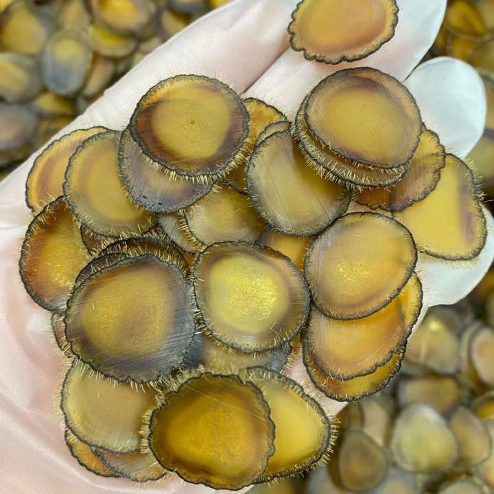 长白山吉林鹿乡鹿茸全蜡片