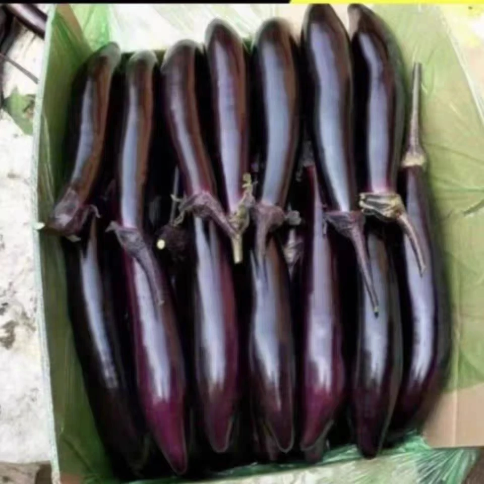 东北榆树农家小园儿沈茄3斤4.5斤包邮农家自种