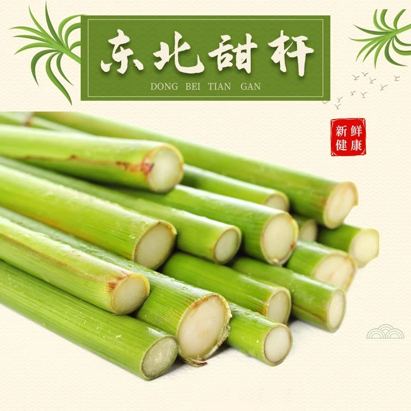 东北榆树新鲜甜杆3至5斤甜高粱小甘蔗