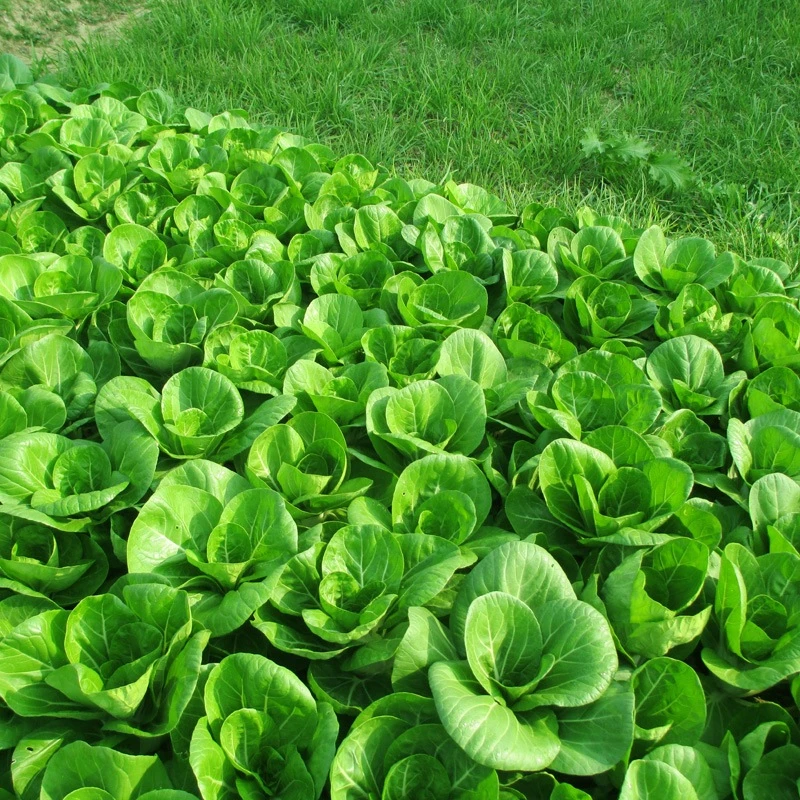 上海四月慢青菜种子阳台盆栽四季播速美味菜籽种农家庭院蔬菜种籽
