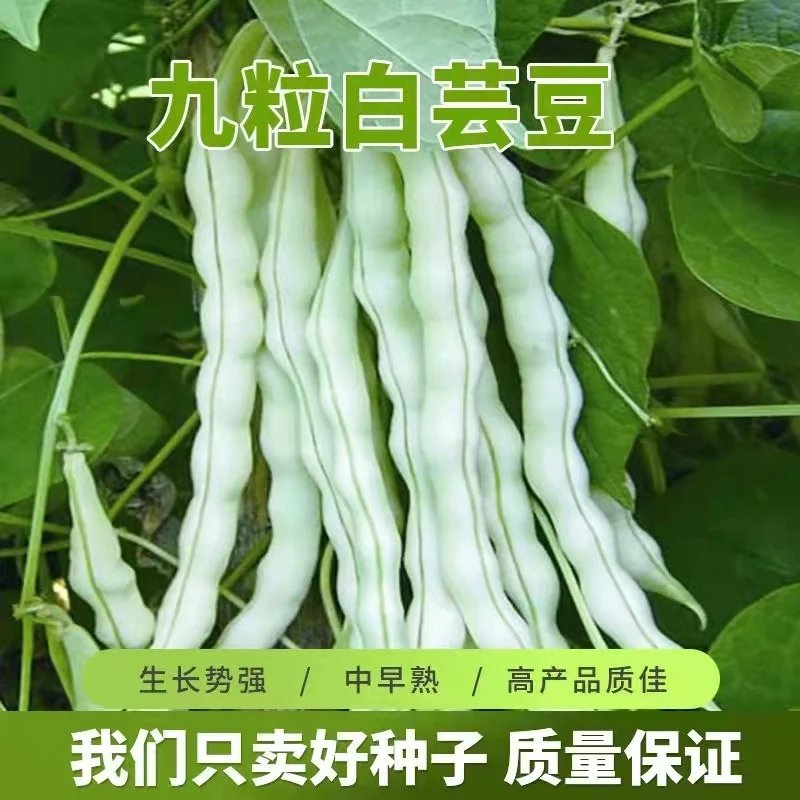 九粒白种子大全芸豆种籽白不老来少豆角四季菜豆蔬菜种孑芸豆种子