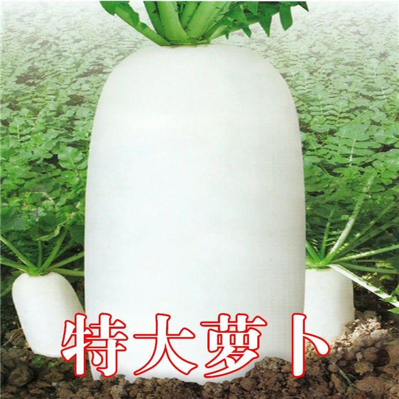 特大萝卜种子四季播白萝卜孑九斤王农家水果白菜种子秋季蔬菜种籽