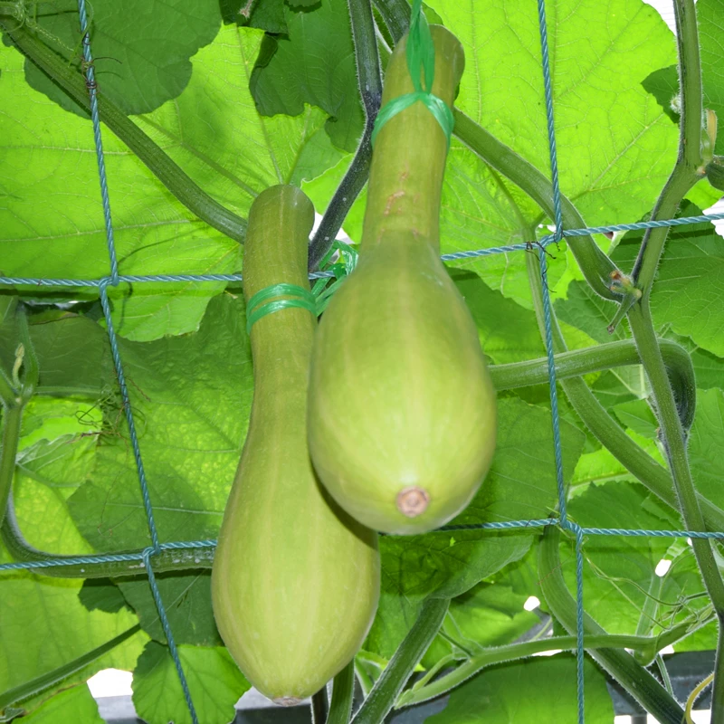 神奇砍瓜种籽特大四季易种植巨型砍瓜种子春季农家庭院观赏蔬菜种