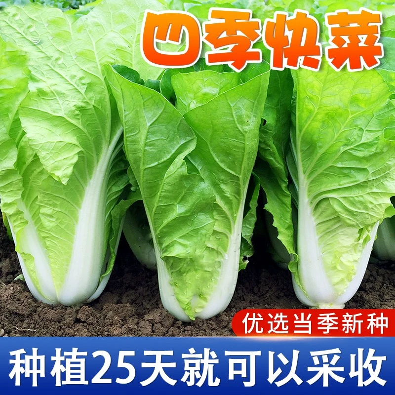 速生四季快菜种子小白菜种籽春夏秋冬早熟阳台盆栽蔬菜农家青菜孑