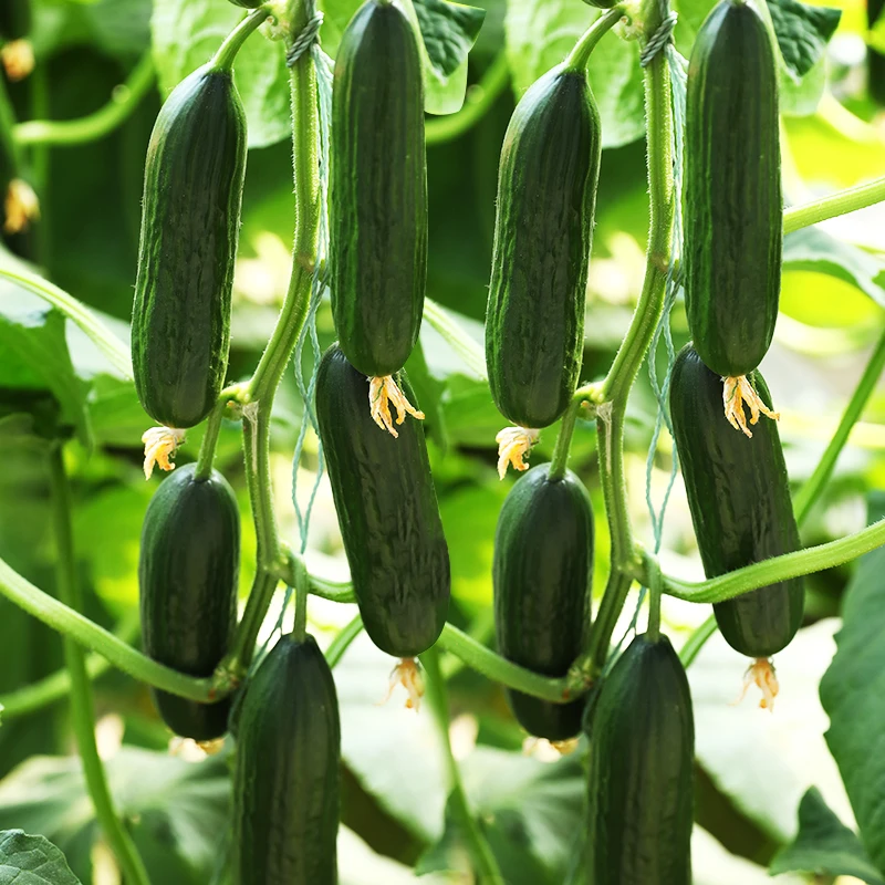 水果黄瓜种子荷兰无刺水果小黄瓜籽种阳台夏季四季盆栽蔬菜种籽孑