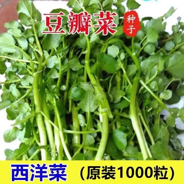 西洋菜种子四季播种豆瓣菜水陆两生水芥菜多年生广式养生蔬菜种籽