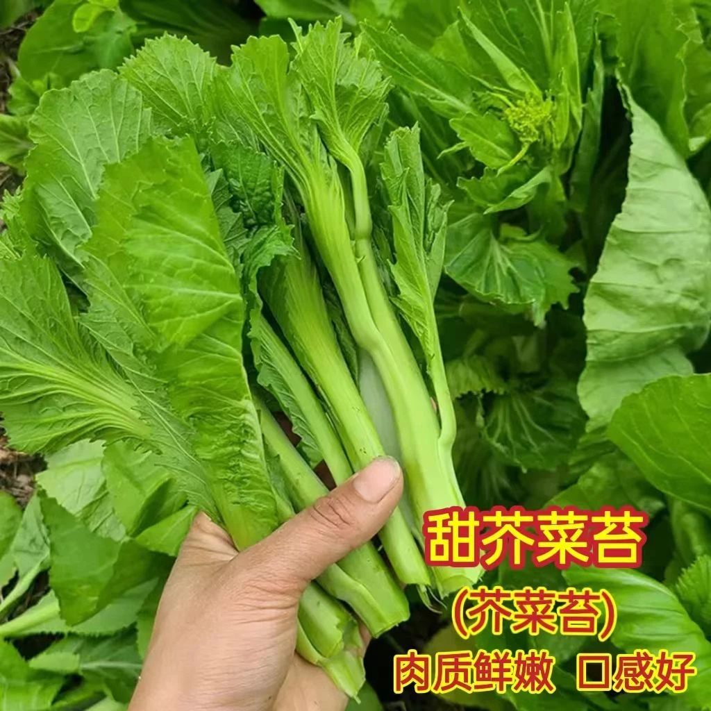 甜芥菜苔种子多笋芥菜心种籽春秋四季田园庭院芥菜心农家蔬菜种孑