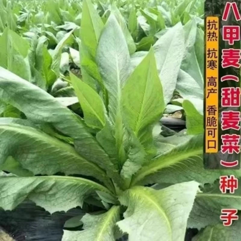 阳春八甲麦种子甜麦菜苦麦菜麦菜苗阳台庭院农田高产四季蔬菜种子