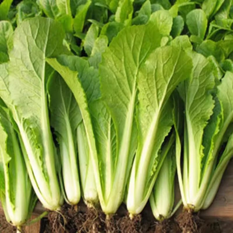 四季黄金奶油小白菜种子小青菜快菜阳台易种播种盆栽农家蔬菜种子