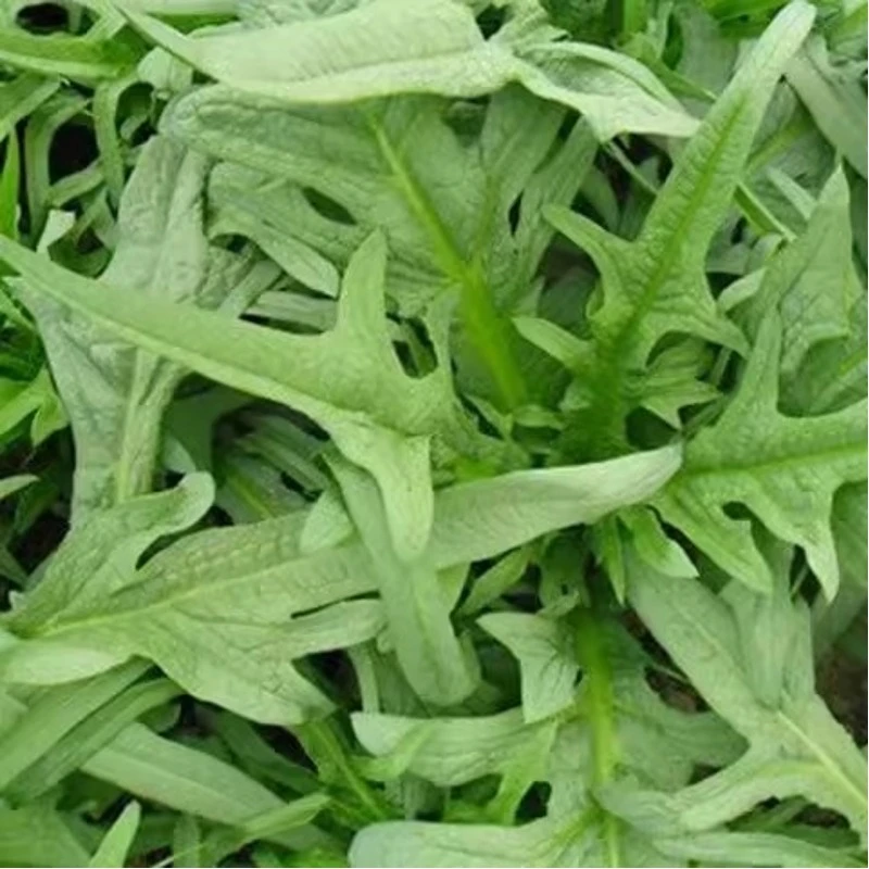 四季阳春花芽唛菜种籽阳台农家春湾唛菜种子甜脆麦菜籽种蔬菜种孑
