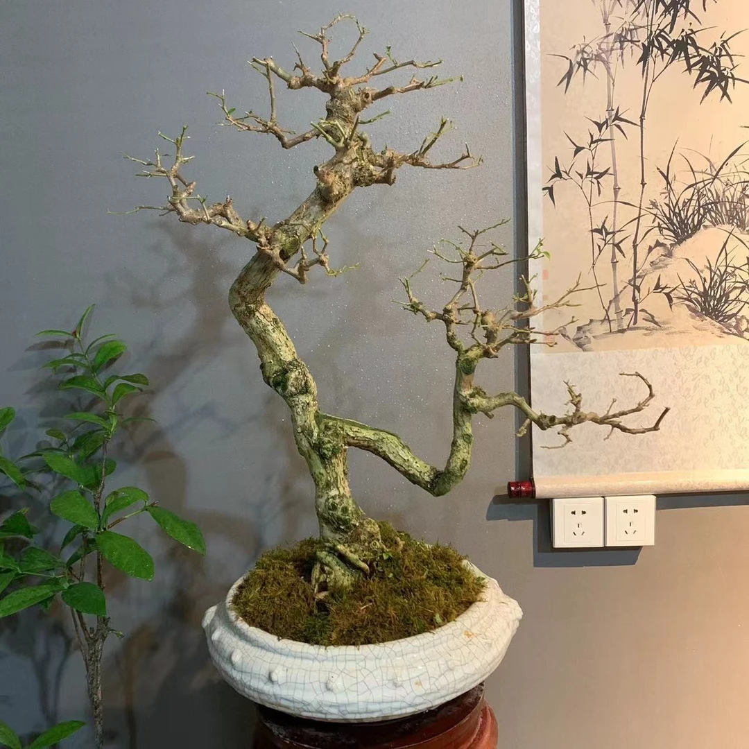叶剑波手艺  紫色花老桩三角梅盆景 室内观赏盆景
