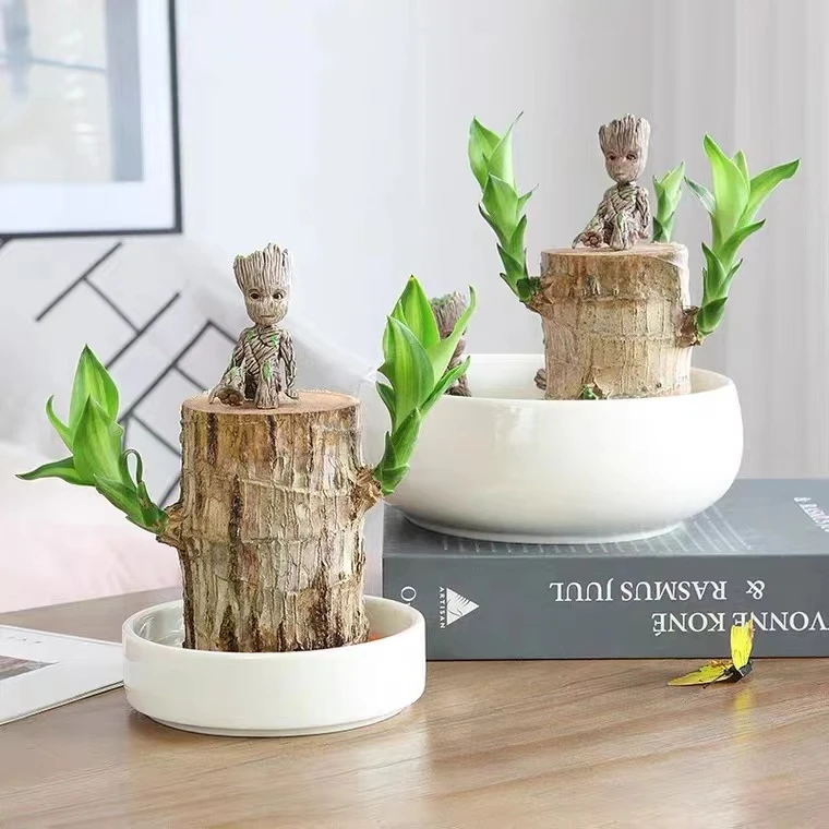 带芽孢巴西木水培植物寓意好运适合办公桌面摆放的幸运木