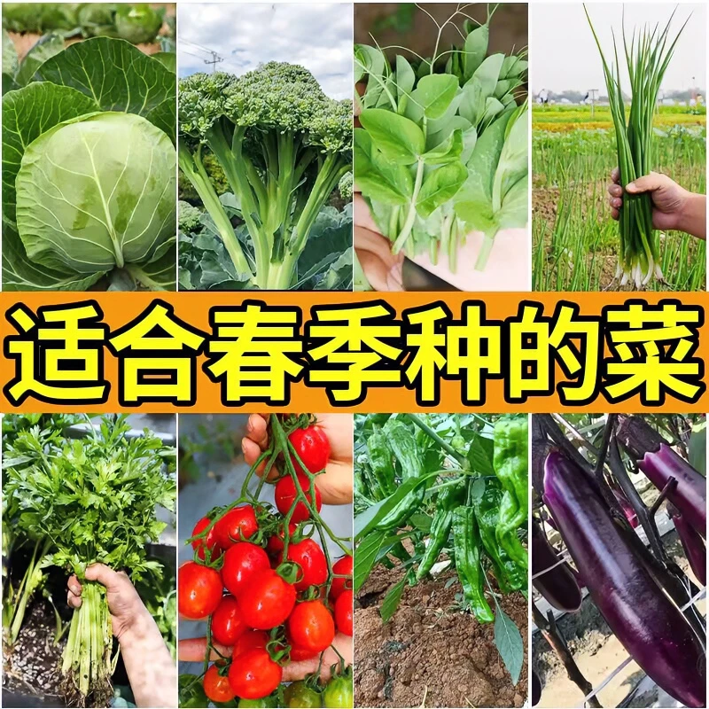 家庭种植蔬菜种子孑籽大全四季播种阳台盆栽农家小菜园