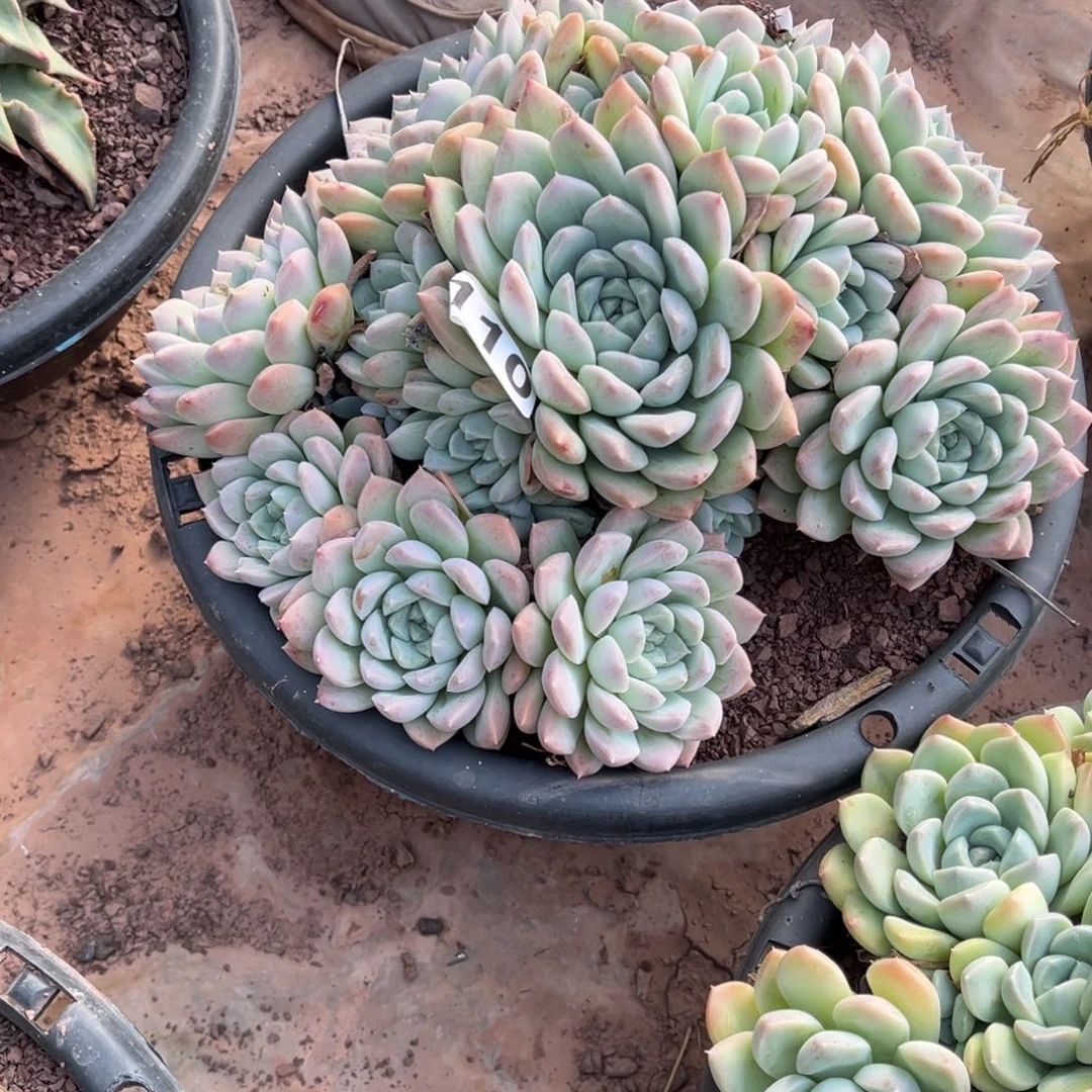 人***路奶油美人多肉110号